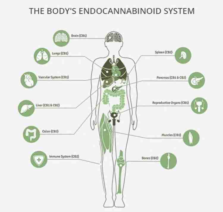 The Endocannabinoid System: