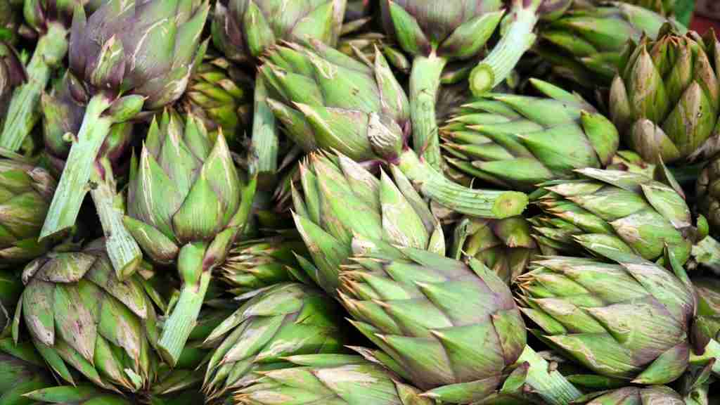 sardinian artichokes - prickly artichokes