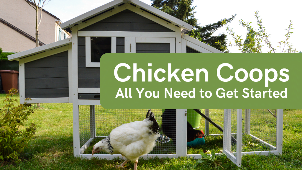 Chicken Coops – All You Need to Get Started