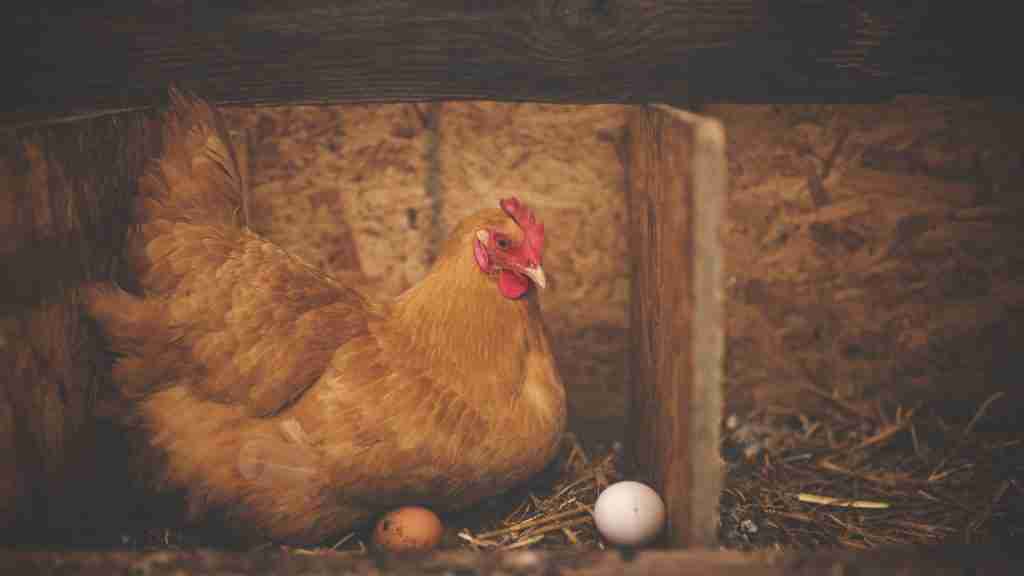 Cicken Laying Egg