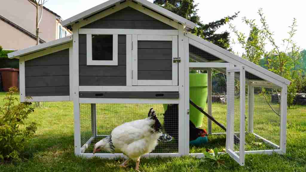 Small Chicken Coop - where to buy a small chicken coop